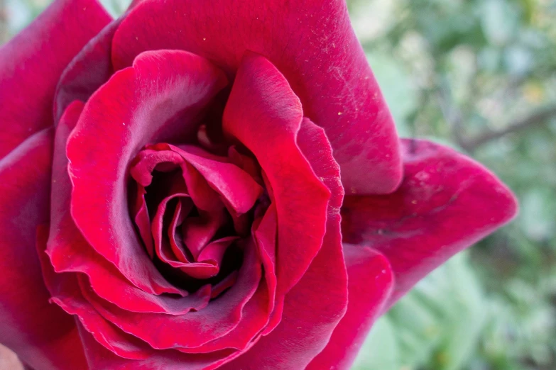 a red rose flower with very big petals