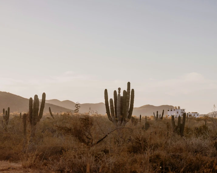 a few cactus plants in a field with mountains in the background