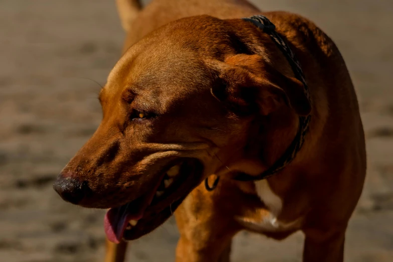 a large brown dog with it's tongue out standing in the sand