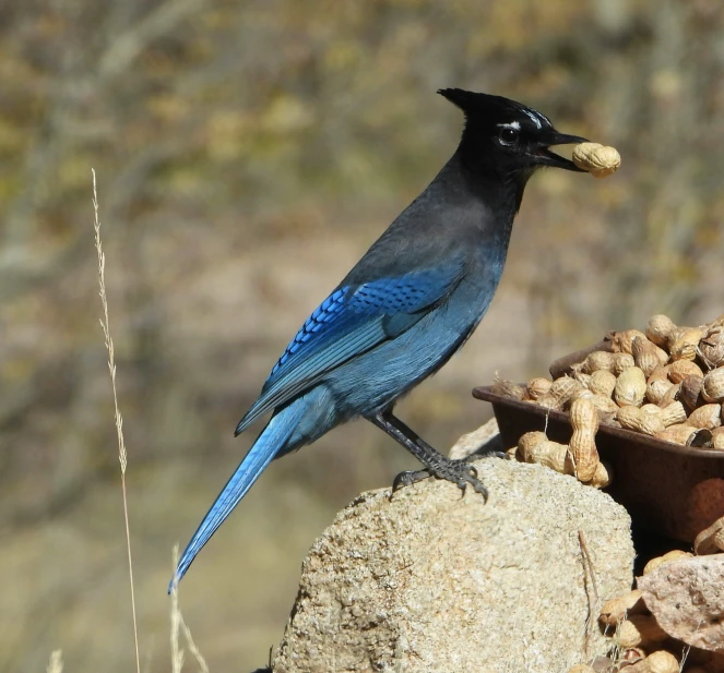 a bird sitting on top of a pile of peanuts