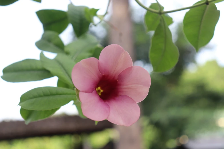 pink flower with green leaves hanging off the end