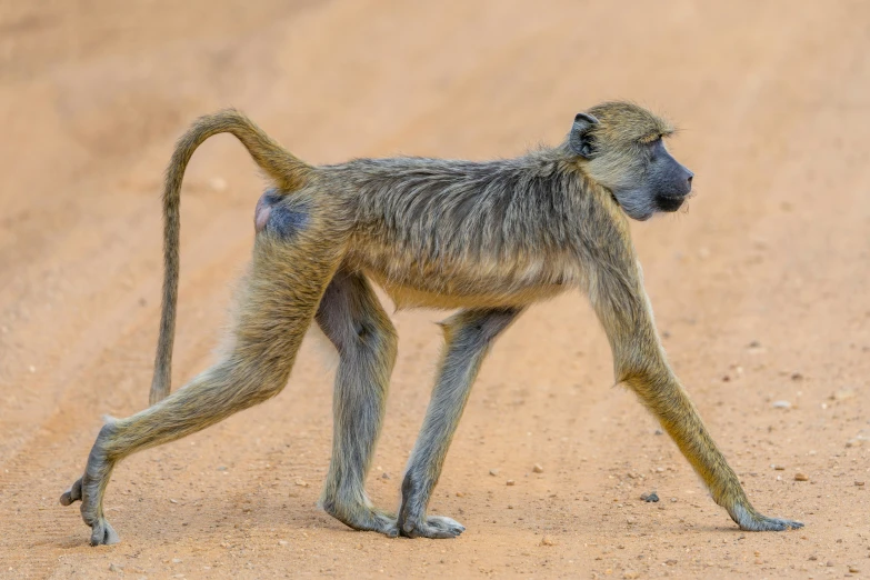 the little monkey is on the sand playing with the tail