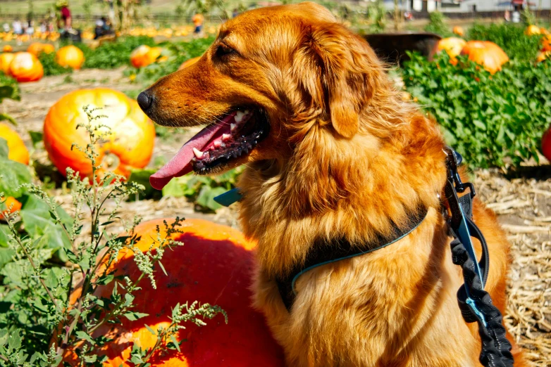 a dog is sitting in a garden with many pumpkins