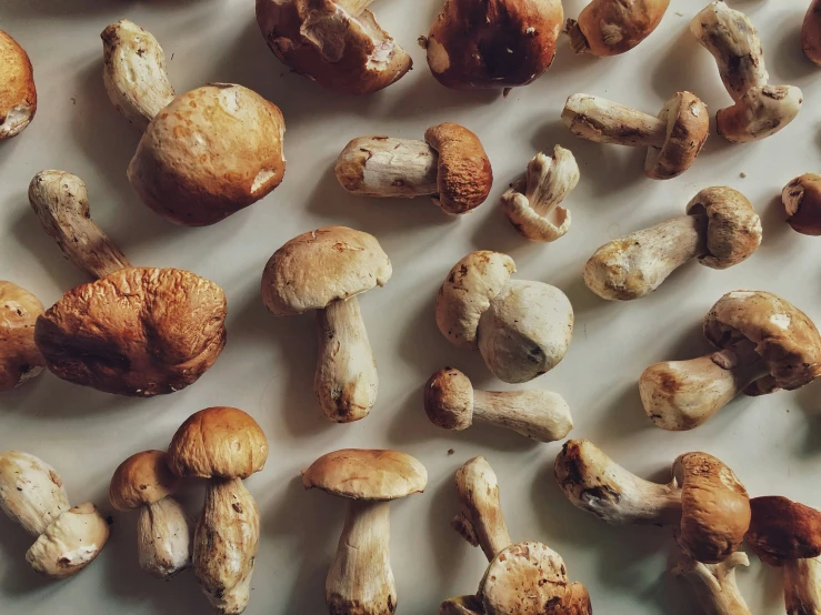 various types of mushrooms are shown on the paper