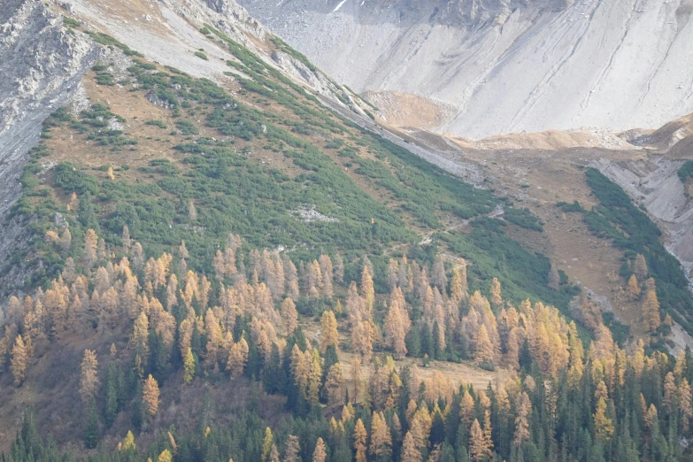 a mountain with several trees in the foreground