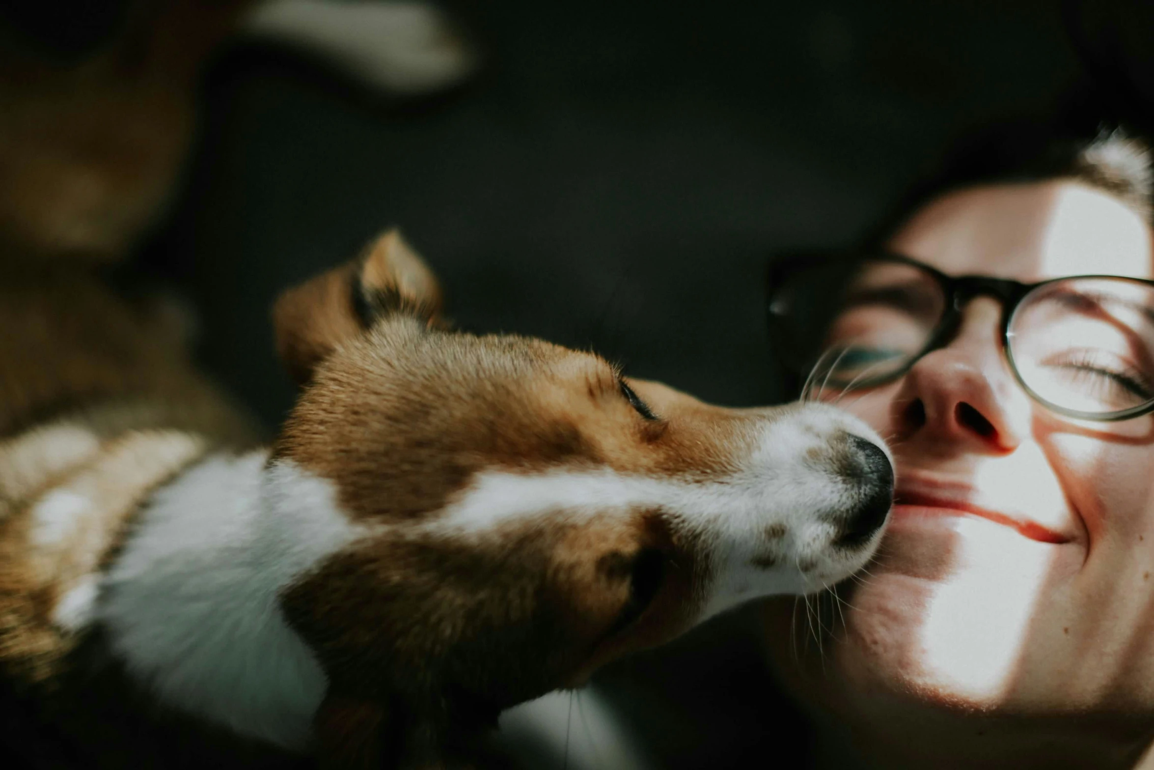 the woman is holding a small brown and white dog in her arms