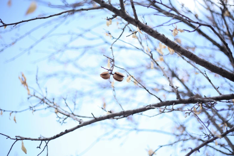 a pair of seeds hanging on the nches of a tree