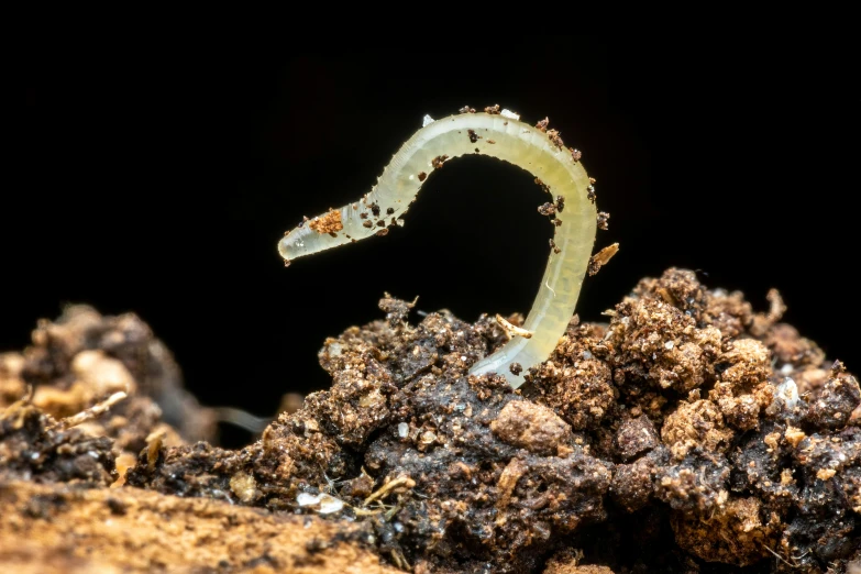 a group of worms are crawling out of a  in the ground