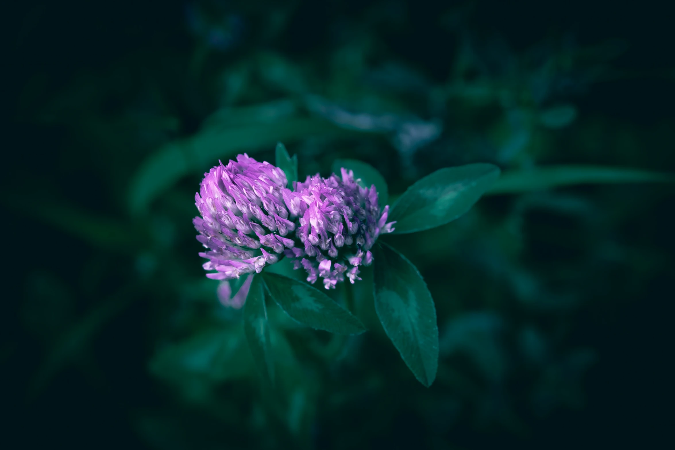 a purple flower that is growing from the ground