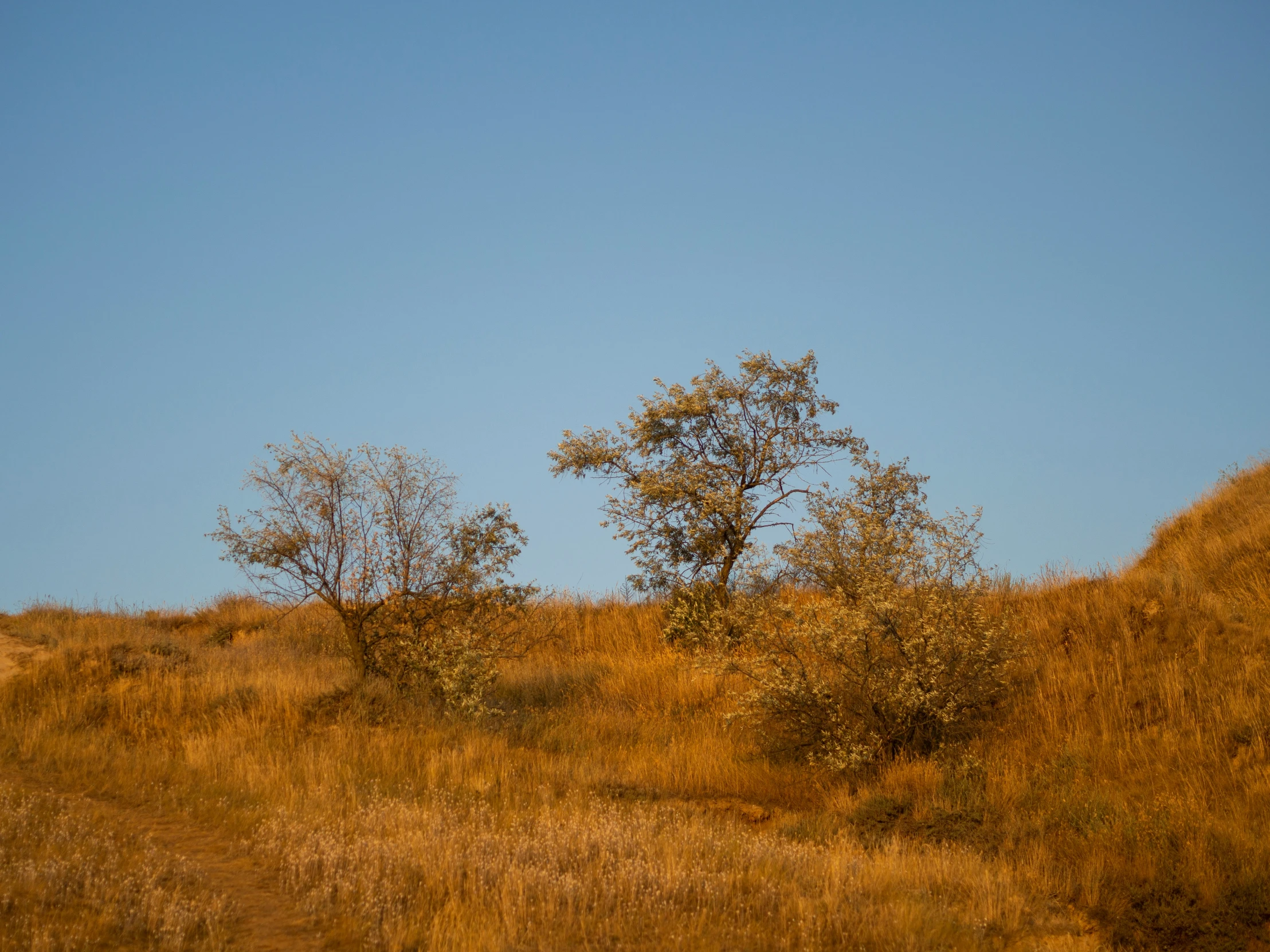 a field with a lone tree on top of it