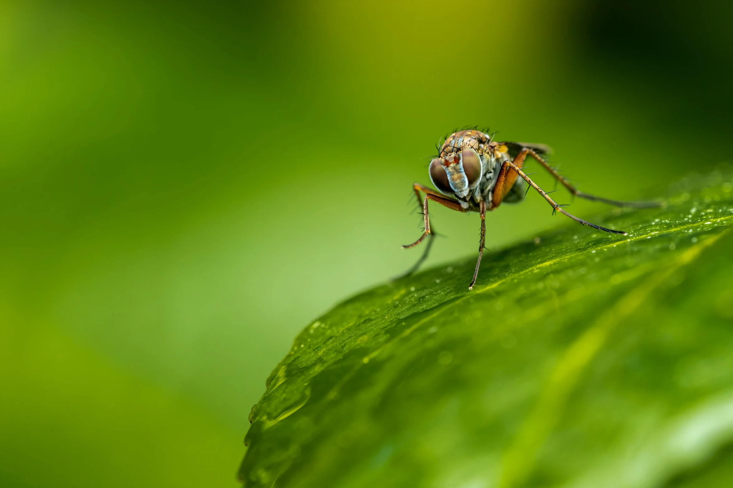 a very close up s of an insect on a leaf