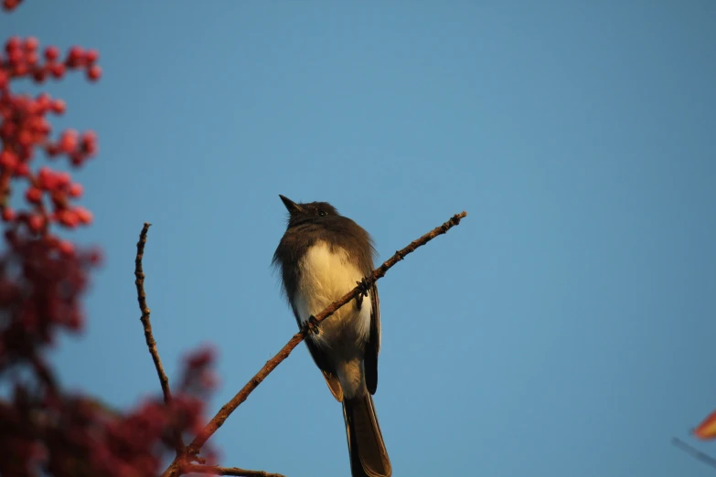 a bird sits on a nch with a blue sky in the background