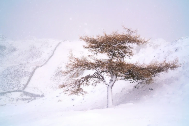 a couple of trees that are on a hill