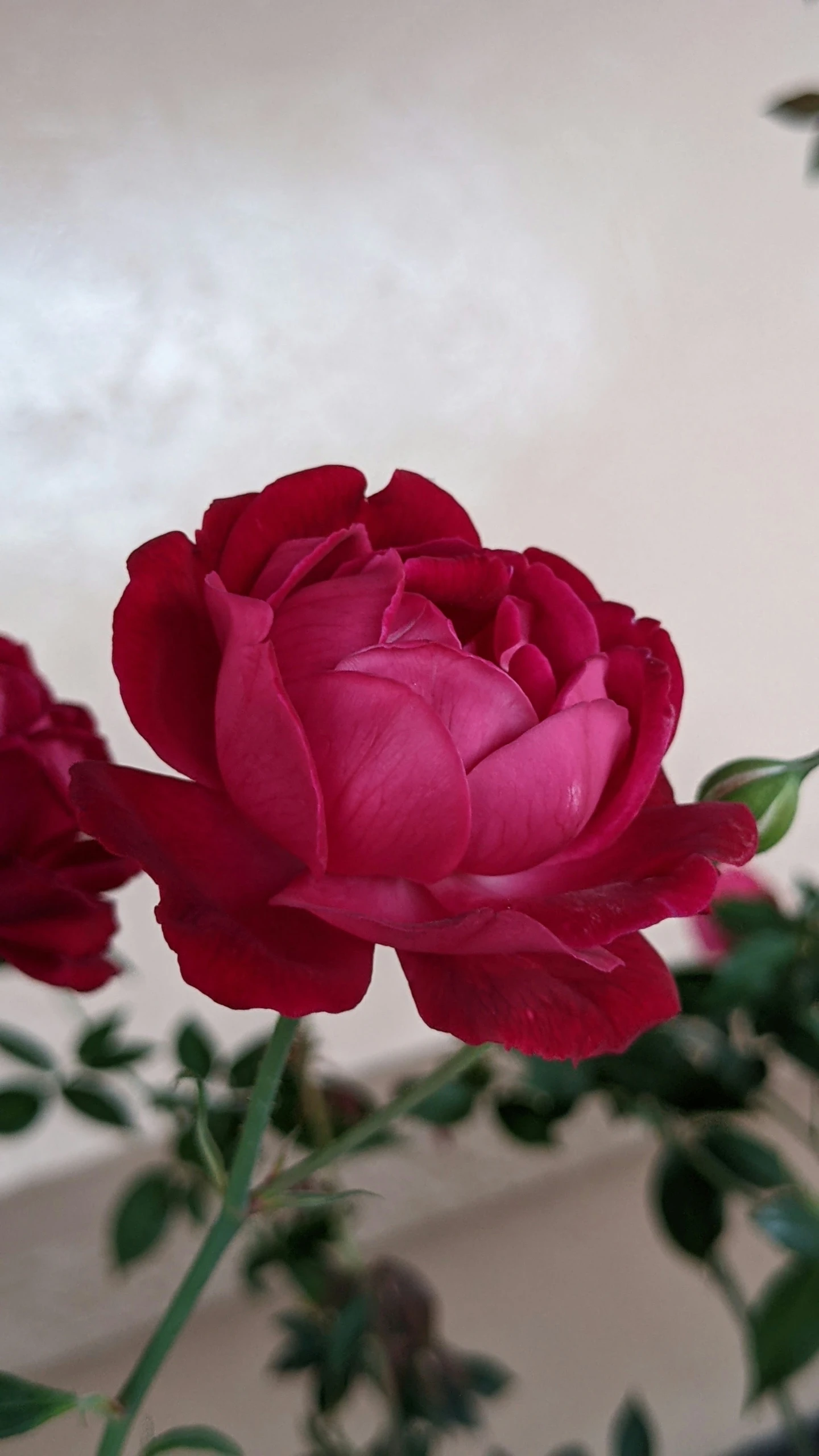 a group of red roses in front of a wall