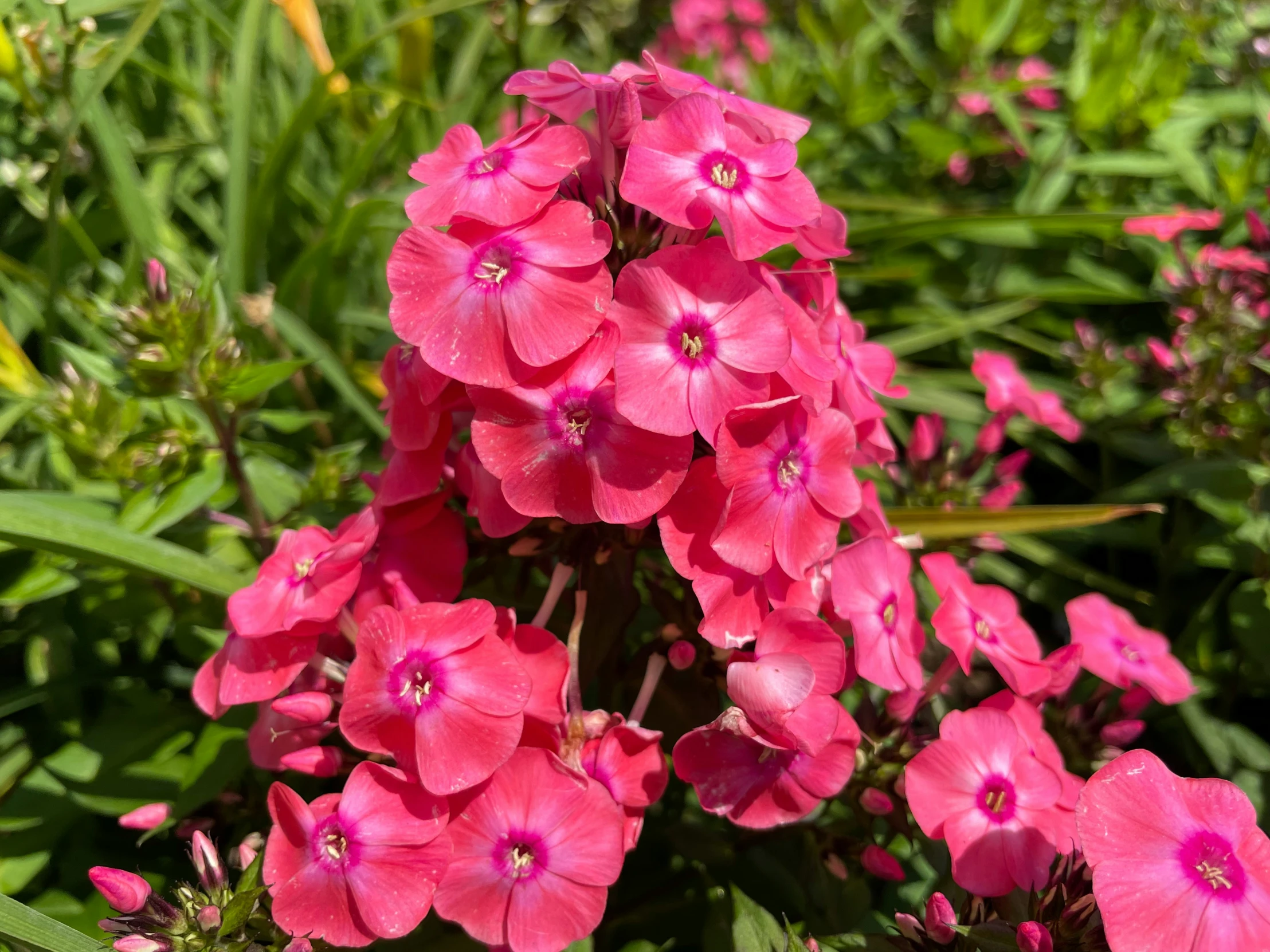 some pretty pink flowers growing in the grass