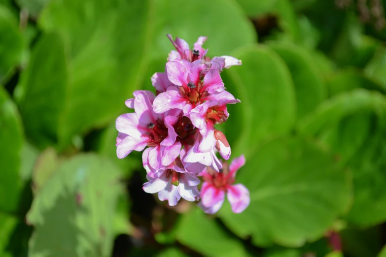 a purple flower with red stamens is growing