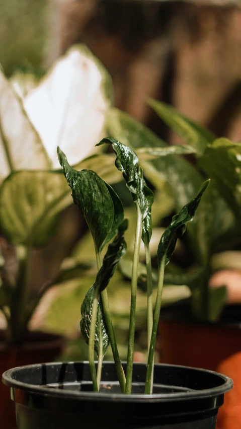 plants with long stems sit next to each other