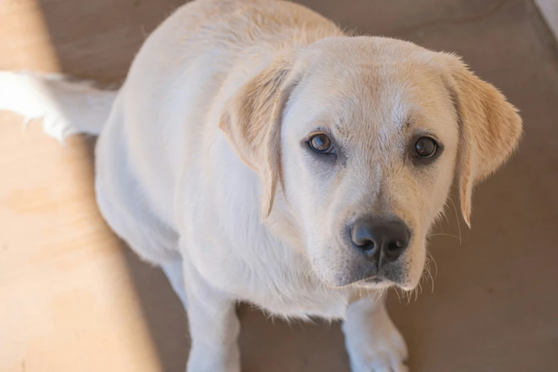 a white dog is staring at the camera