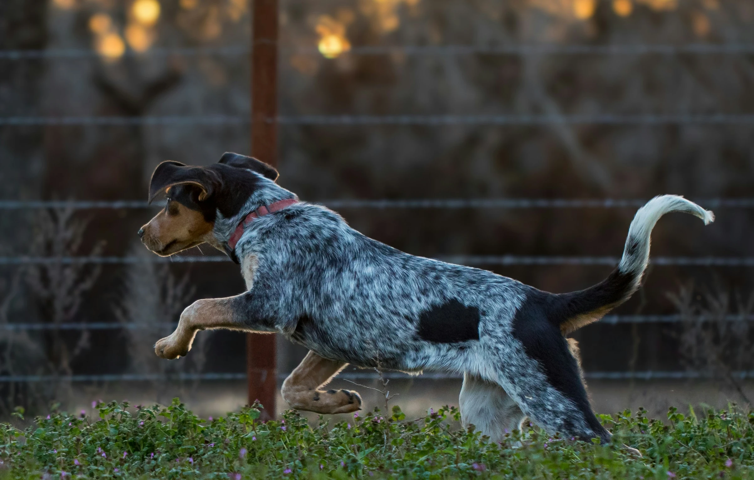 a dog running in the grass through the fence