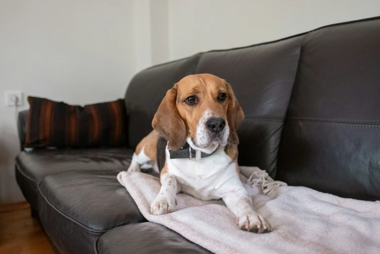 a dog laying on top of a couch