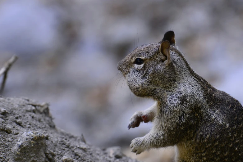 a small animal standing on its hind legs