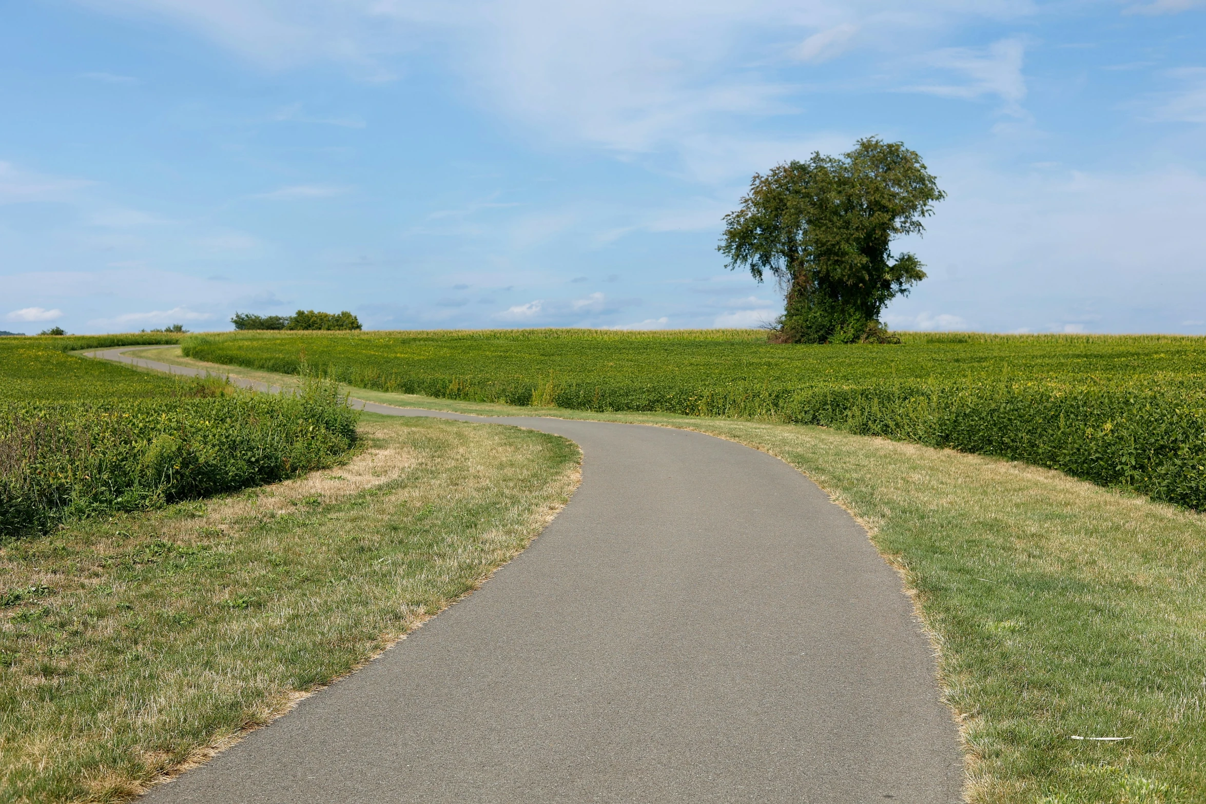 a tree on the right side of a narrow road