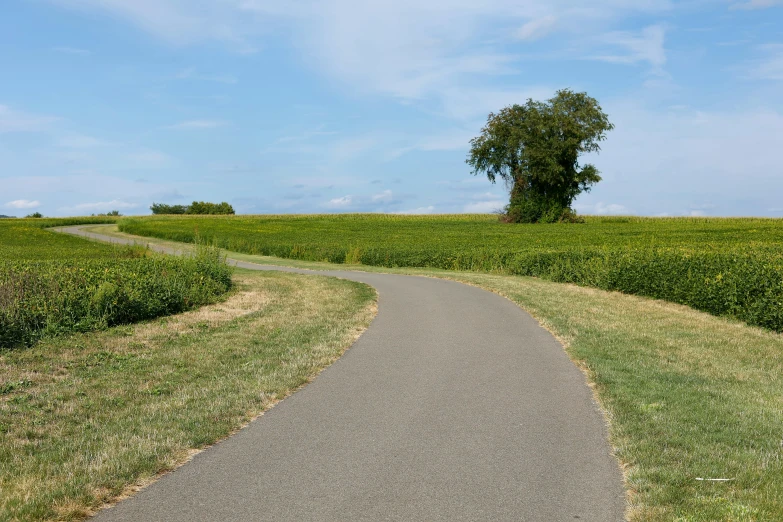 a tree on the right side of a narrow road