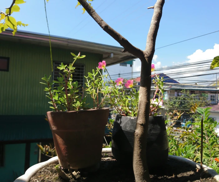 two potted plants next to each other on a balcony