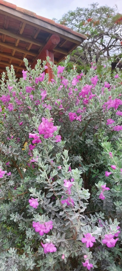 a bush filled with pink flowers next to a building