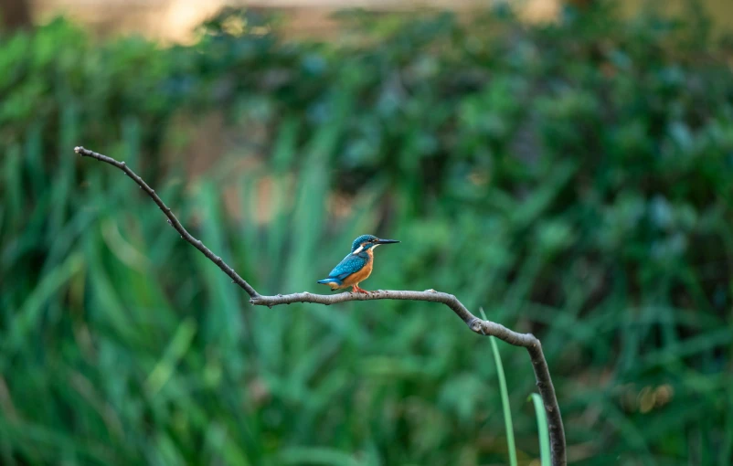 a bird perched on a thin tree nch