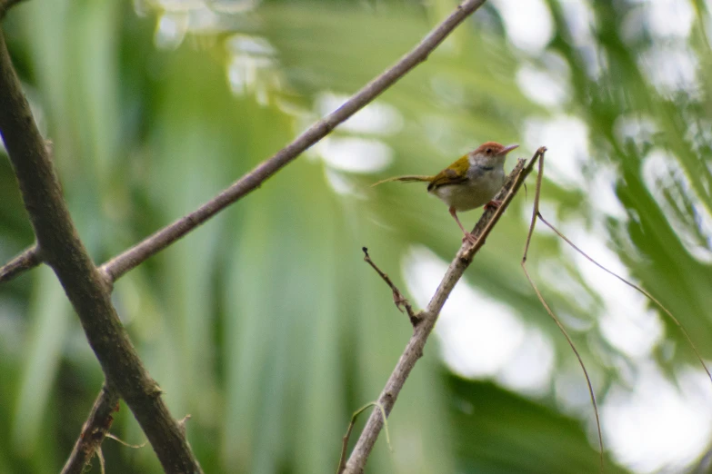 bird sitting on a nch in a tree