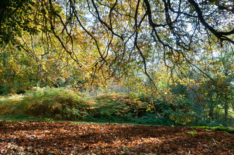 an area with leaves and trees around it, where there is no people