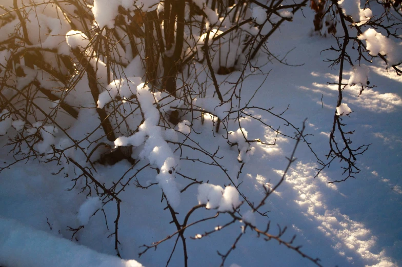 the back side of a bush with snow on it