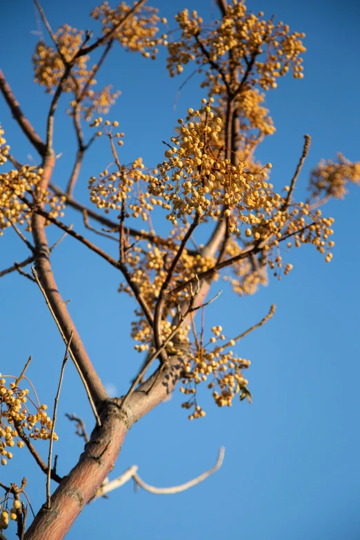 a tall tree with yellow flowers and a sky background