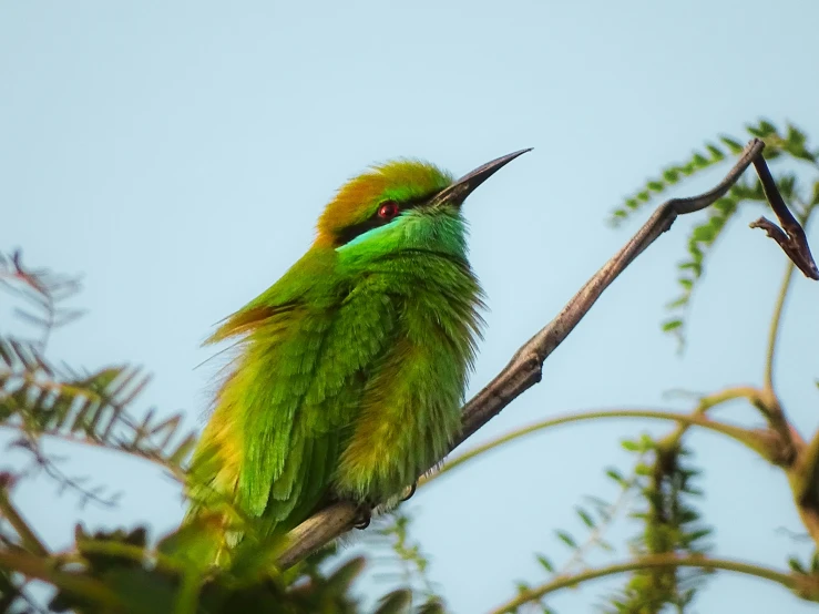 a colorful bird sitting on top of a tree nch