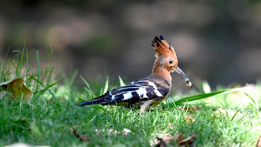 a bird with a long beak is standing in grass