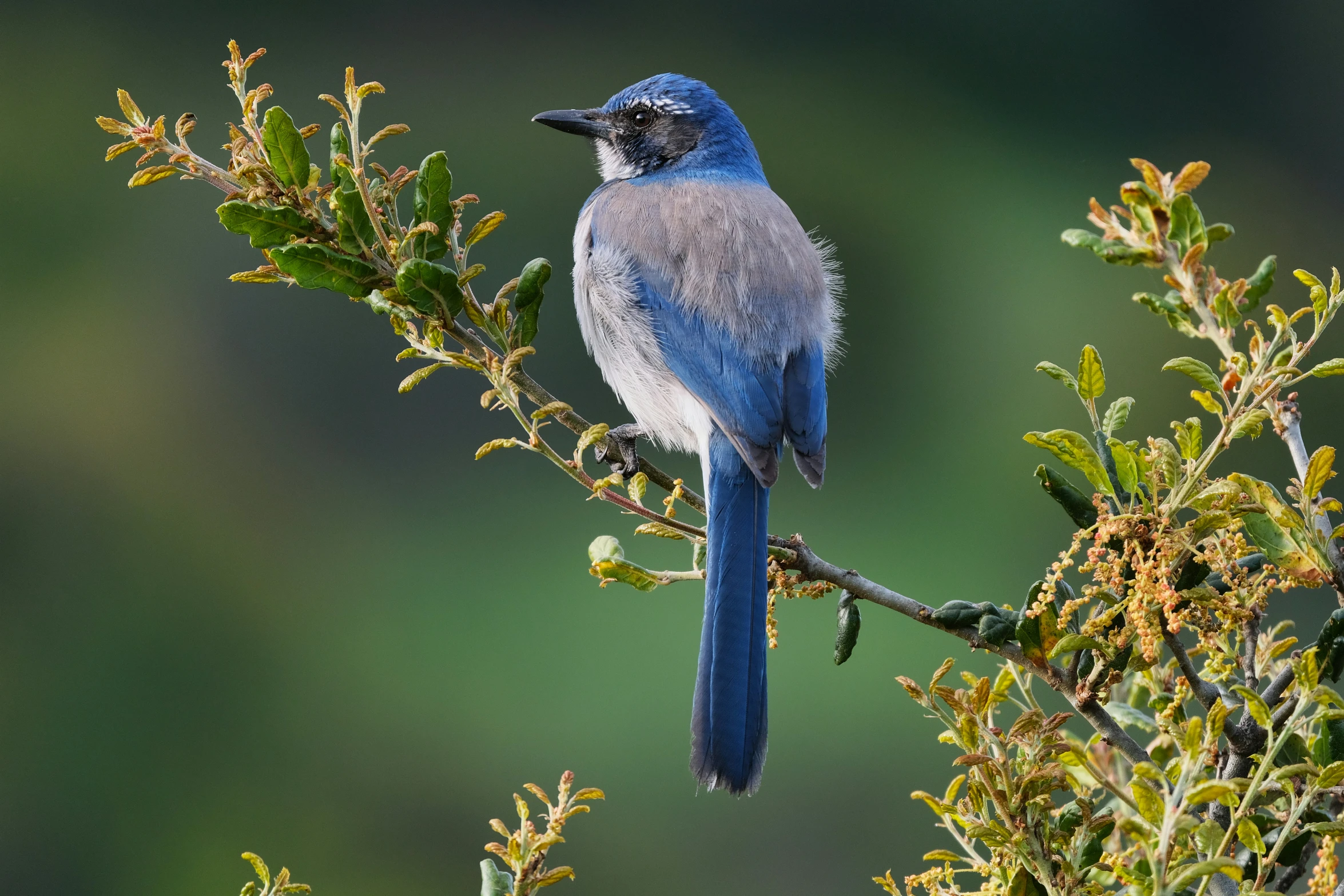 a blue bird sits on a green tree nch