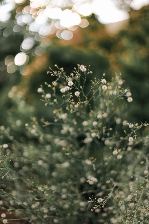 small flowers on a tree with blurry background