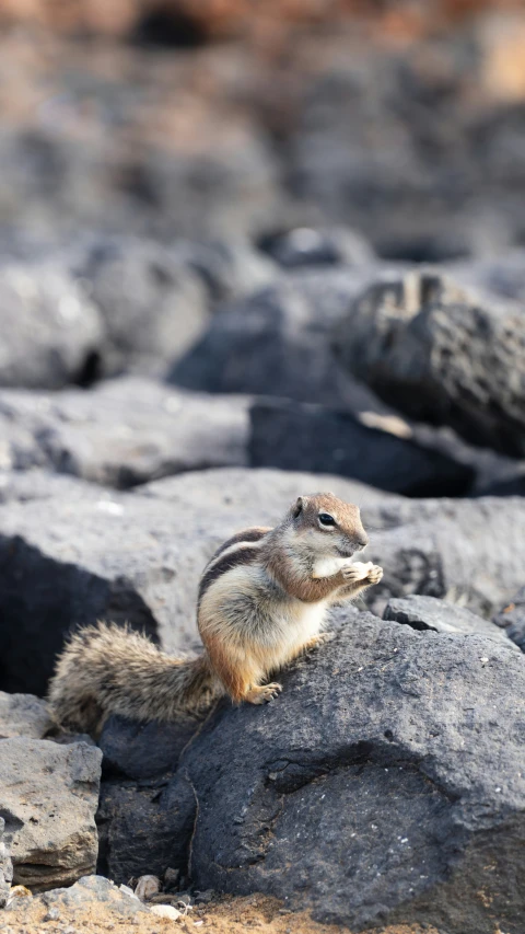 an animal sitting on rocks that looks like it is looking into the camera