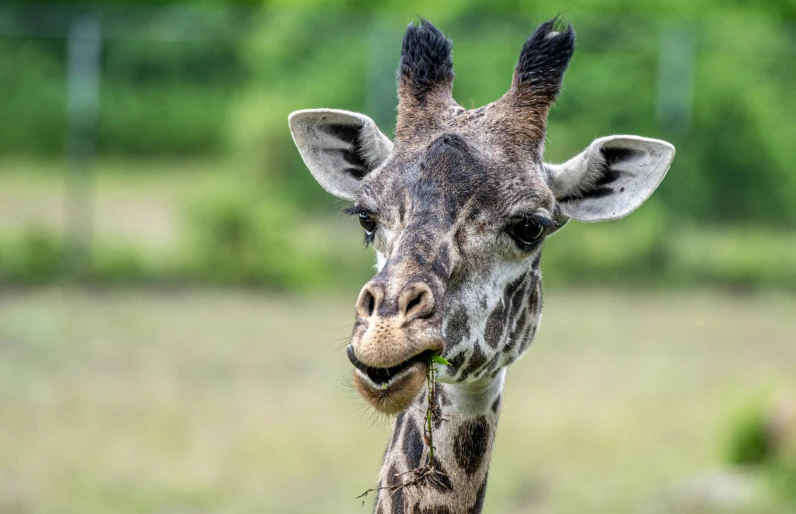 a giraffe with his face partially covered by green grass