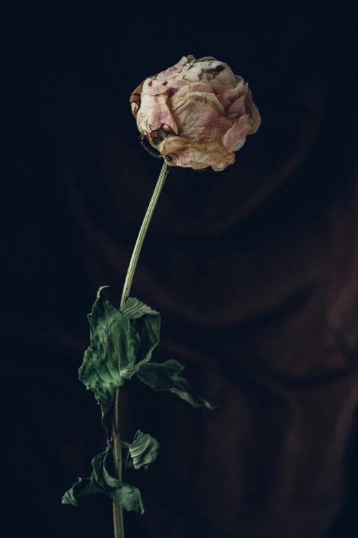 a pink rose is sitting in a vase