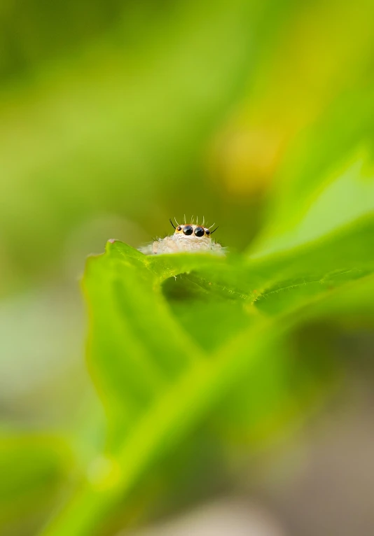 the insect is sitting on a green leaf