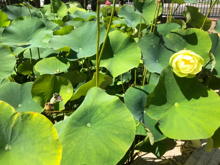 a flower and some leaves in the middle of a field