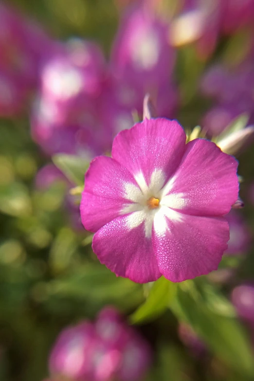 a very close up picture of some pretty flowers