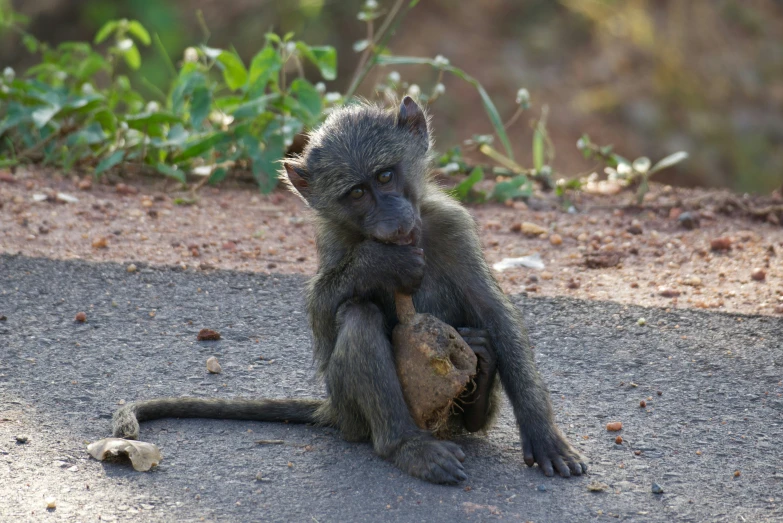a baby baboon eats soing while standing up on a pavement