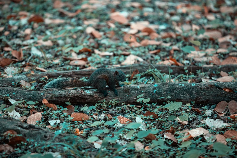 an animal that is walking on some leaves