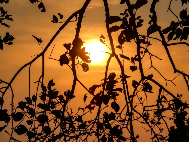 the sun peeking through a leaf - laden nch in silhouette