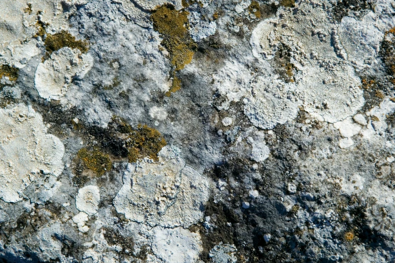 the brown and green dots on the mossy surface of rock