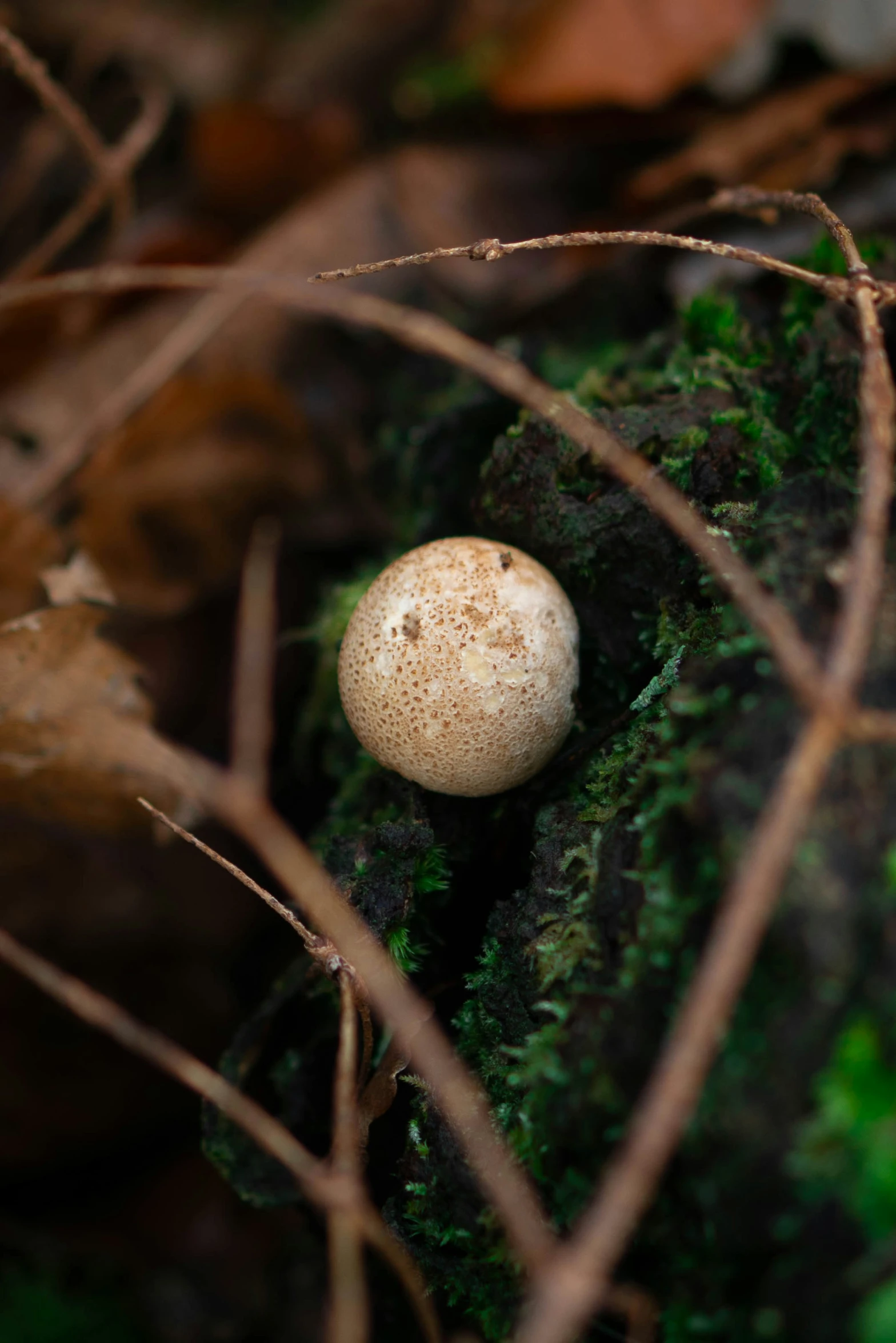 a mushrooms head lies on a mossy rock