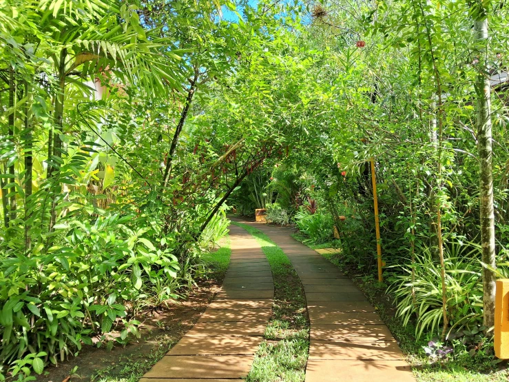 a pathway through a lush green forest with trees